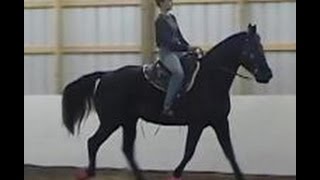 The Gaited Horse Gait Spectrum [upl. by Lashondra359]