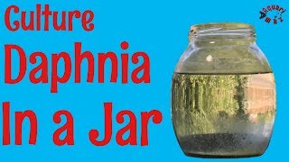 How to Culture Daphnia in a Jar [upl. by Estrellita]