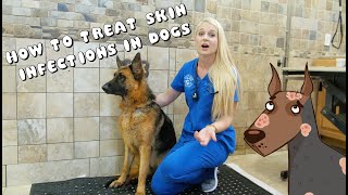 How to Treat Skin Infections in Dogs  Pyoderma [upl. by Asreht]