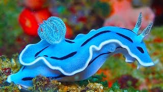 19 INCREDIBLY Colorful Sea Creatures [upl. by Savanna]