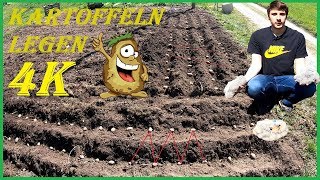 Vorgekeimte Kartoffeln im eigenen Garten legen setzenpflanzen  Videoanleitung  4K [upl. by Zoe]