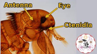 Microscopic Flea Anatomy [upl. by Hnahym]