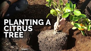 How to Plant Citrus Trees From Start to Finish COMPLETE GUIDE 🍊 [upl. by Idoj]