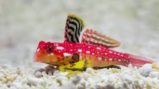 Saltwater Aquarium Red Scooter BlennyDragonet [upl. by Carlina]