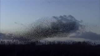 Starling Murmurations [upl. by Egidio]