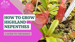 How to Grow Highland Nepenthes Pitcher Plants [upl. by Orson260]