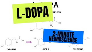 2Minute Neuroscience LDOPA [upl. by Yendys726]