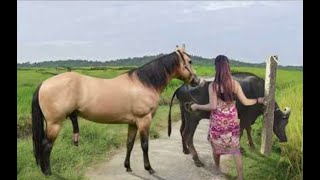 My sister training care her lovely horse in beginner 2021 [upl. by Erminna]