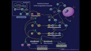 The Coagulation Cascade [upl. by Haiacim]