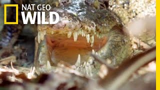 The Nile Crocodile Grows To Be How Big  Nat Geo Wild [upl. by Singer]