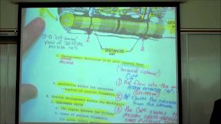 ANATOMY SKELETAL MUSCLE HISTOLOGY by Professor Fink [upl. by Lebana]