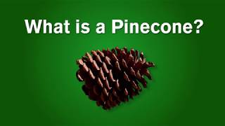 What is a Pinecone [upl. by Snilloc213]