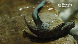 The Leaping Blenny—A Terrestrial Fish [upl. by Aiduan400]