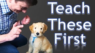 3 Easy Things to Teach your NEW PUPPY [upl. by Emiatej]