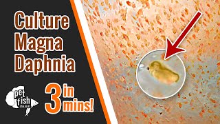 How to culture DAPHNIA MAGNA  The easy way [upl. by Adnoved]