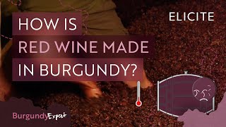 Red Winemaking In Burgundy Explained [upl. by Ahsatak]