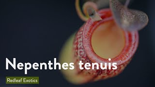 Nepenthes tenuis [upl. by Aseel756]