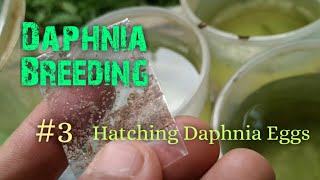 Daphnia Culture made simple and easy 3  Hatching Daphnia eggs [upl. by Tamaru487]