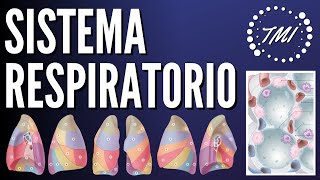 Anatomía y Fisiología Respiratoria Explicado Claramente [upl. by Lrad]