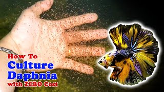 How to Culture Daphnia with ZERO Cost  Unlimited Live Food For Our Fish [upl. by Parent]