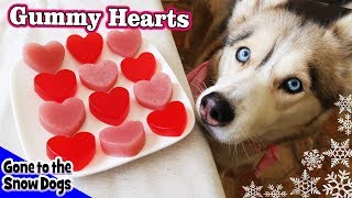 Valentines Day Strawberry Gummy Dog Treats  DIY Dog Treats Recipe 93  Homemade Dog Treats [upl. by Ilyah]