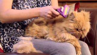 FURminator for Cats Video [upl. by Janeen]