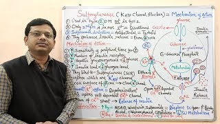 Diabetes Mellitus Part10 Mechanism of Action of Sulfonylurease  Antidiabetic Drugs  Diabetes [upl. by Cirred]