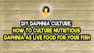 DIY Daphnia Culture How to Culture Nutritious Daphnia as Live Food for Your Fish [upl. by Ronnholm337]