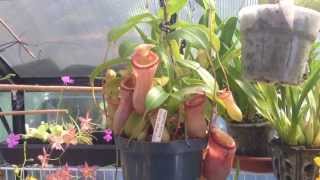 Nepenthes Carnivorous Plant The First Nepenthes I ever owned  Easy Nepenthes for beginners [upl. by Eivod]