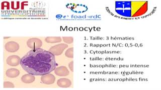 MORPHOLOGIE EN HEMATOLOGIE EPISODE 1 [upl. by Yrffej]