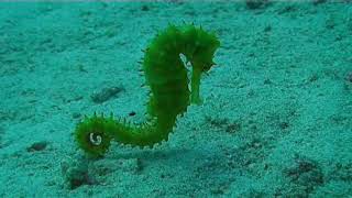 Seahorse in Indian Ocean Beautiful Marine Life Fish Underwater [upl. by Molini]