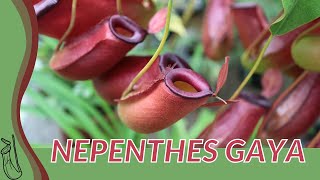 Quick Guide to NEPENTHES GAYA quotPitcher Plantquot [upl. by Refinne]