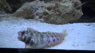 Lawnmower Blenny Salarias fasciatus [upl. by Coral639]