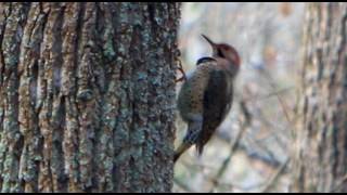 Woodpeckers Sound [upl. by Natassia]