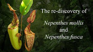 The rediscovery of Nepenthes mollis and Nepenthes fusca [upl. by Gerard]