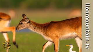 Okavango Delta Wildlife [upl. by Sallyanne]