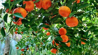 Wild Citrus in a Florida Forest Why Its a Big Deal [upl. by Stockton]