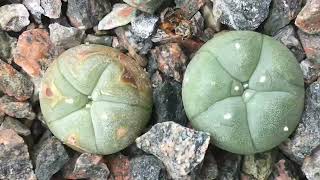 POC Harvested Lophophora timelapse [upl. by Nivrag]