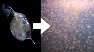 How I Culture Daphnia [upl. by Tonjes]