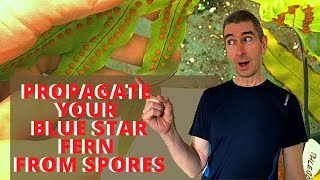 PROPAGATE YOUR BLUE STAR FERN PHLEBODIUM FROM SPORES Part 1 [upl. by Kirven]