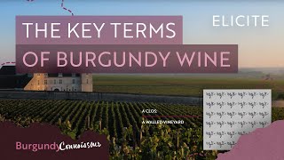 Burgundy Wine Terminology [upl. by Fabri]