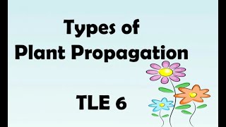 plant propagation TLE 6 [upl. by Torrell]