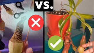 How to Trim Nepenthes Pitcher Plants and Promote Their Growth 🌿  Pruning Guide [upl. by Shannah539]