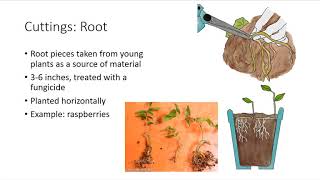 Asexual Plant Propagation [upl. by Reh]