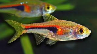 Top 10 Aquarium Fish For Beginners [upl. by Odnarb]