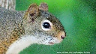 Red Squirrel Attacked  Panic Alarm Call [upl. by Gula]