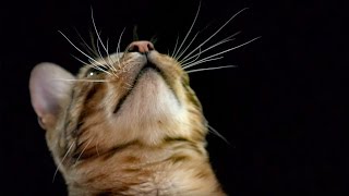 How Do Cats Use Their Whiskers SlowMotion  Cats Uncovered  BBC Earth [upl. by Nyleuqcaj672]