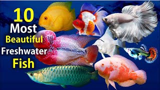 10 Most Beautiful Freshwater Fish for Aquarium [upl. by Bev]