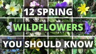 12 Spring Wildflowers You Should Know [upl. by Lyram]