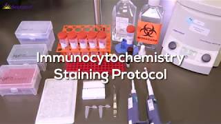 Immunocytochemistry Protocol StepbyStep [upl. by Einaj230]